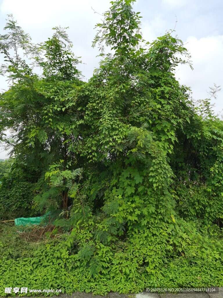 繁茂綠植覆蓋的自然景象