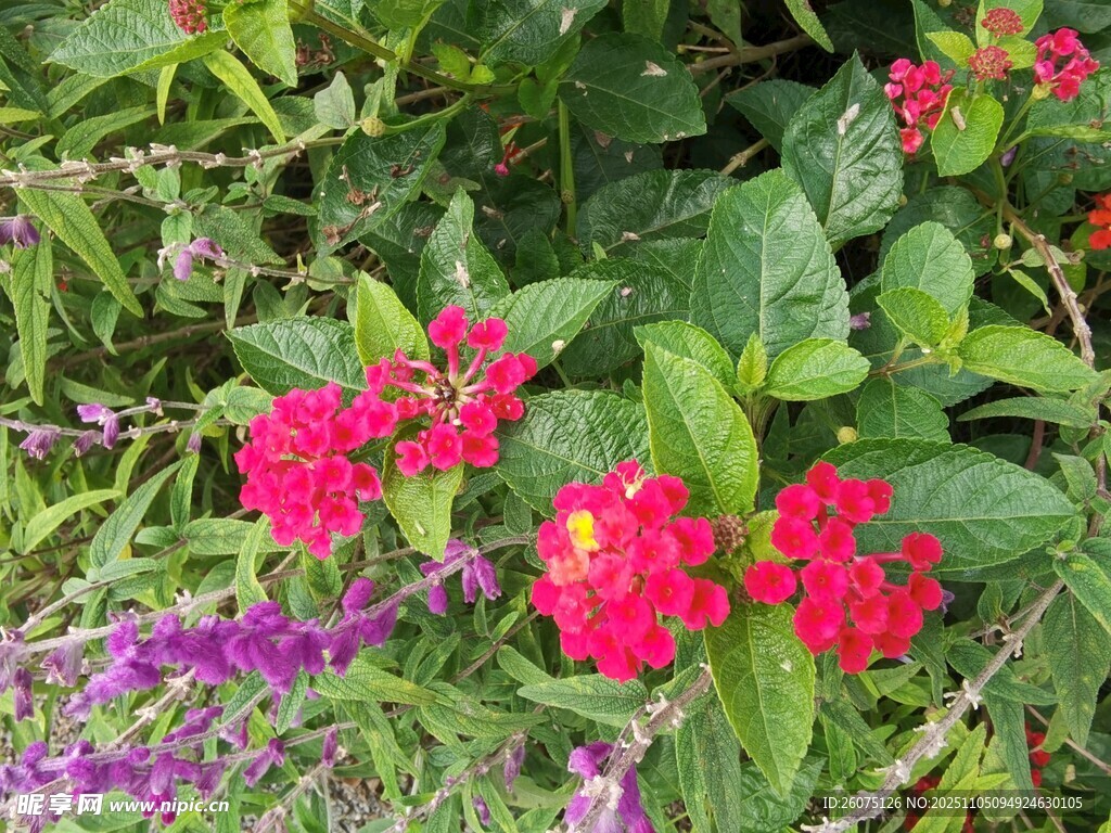 鮮艷多彩的花叢綻放