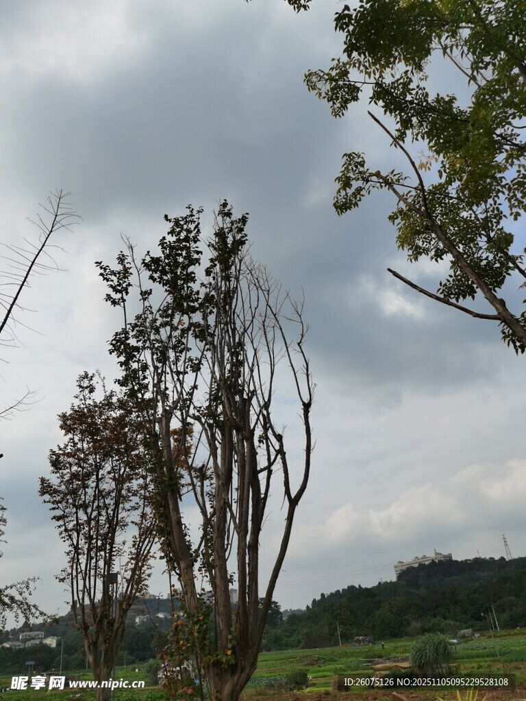 枯樹與綠意交織的景致