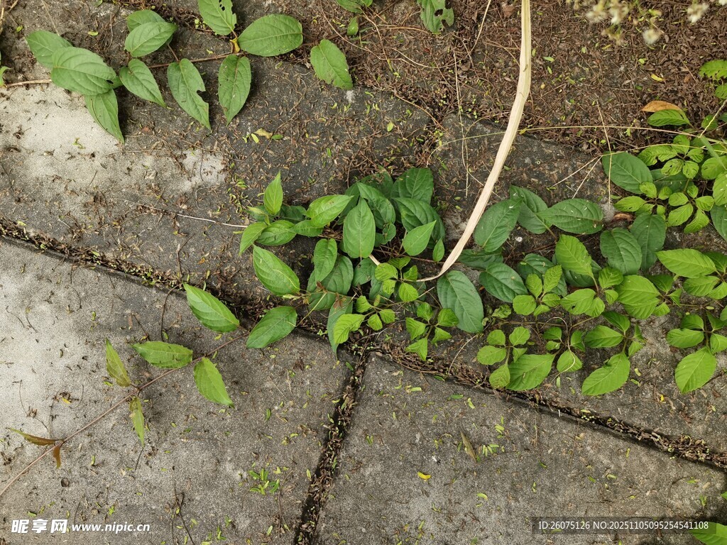 磚縫中生長的嫩綠幼苗