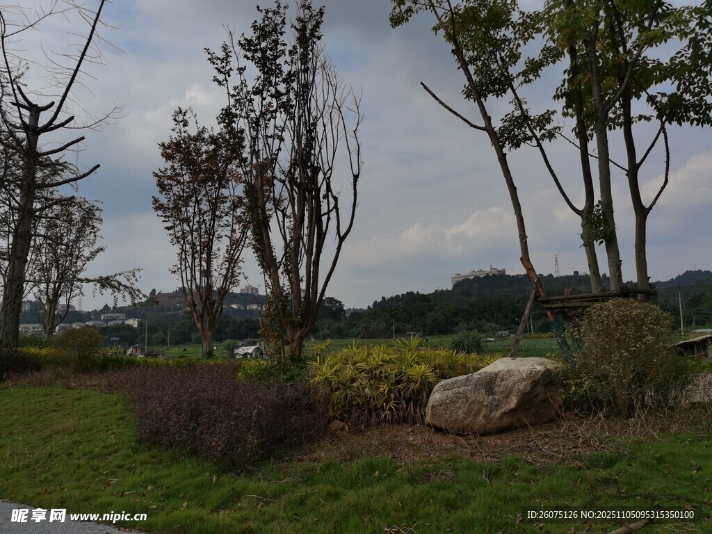 戶外自然景觀中的樹木草地