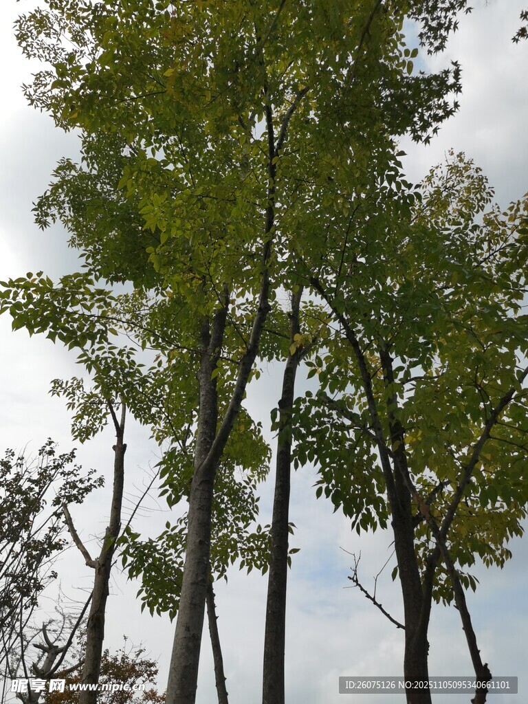 秋日挺拔綠樹風(fēng)景