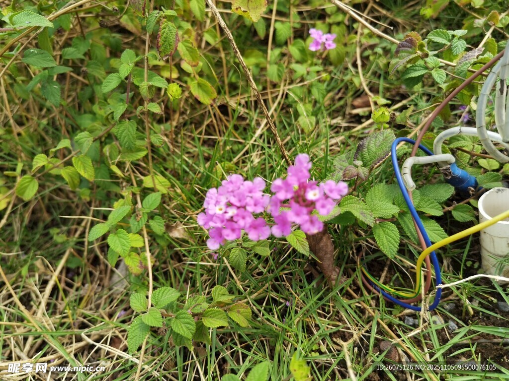草叢中的嬌艷紫色小花