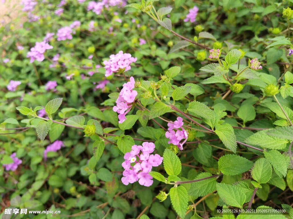 繁茂綠葉間的粉紫小花