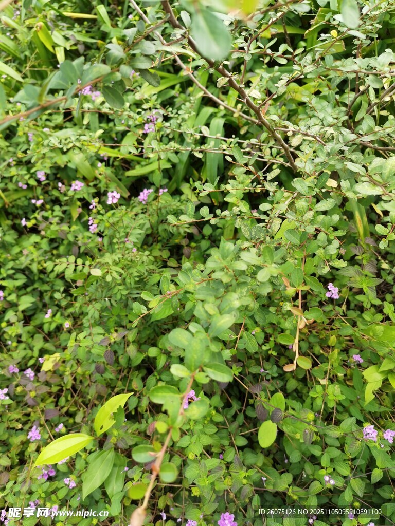 繁茂綠植中的紫色小花