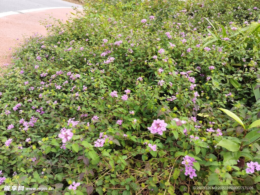 路邊綻放的紫色小花