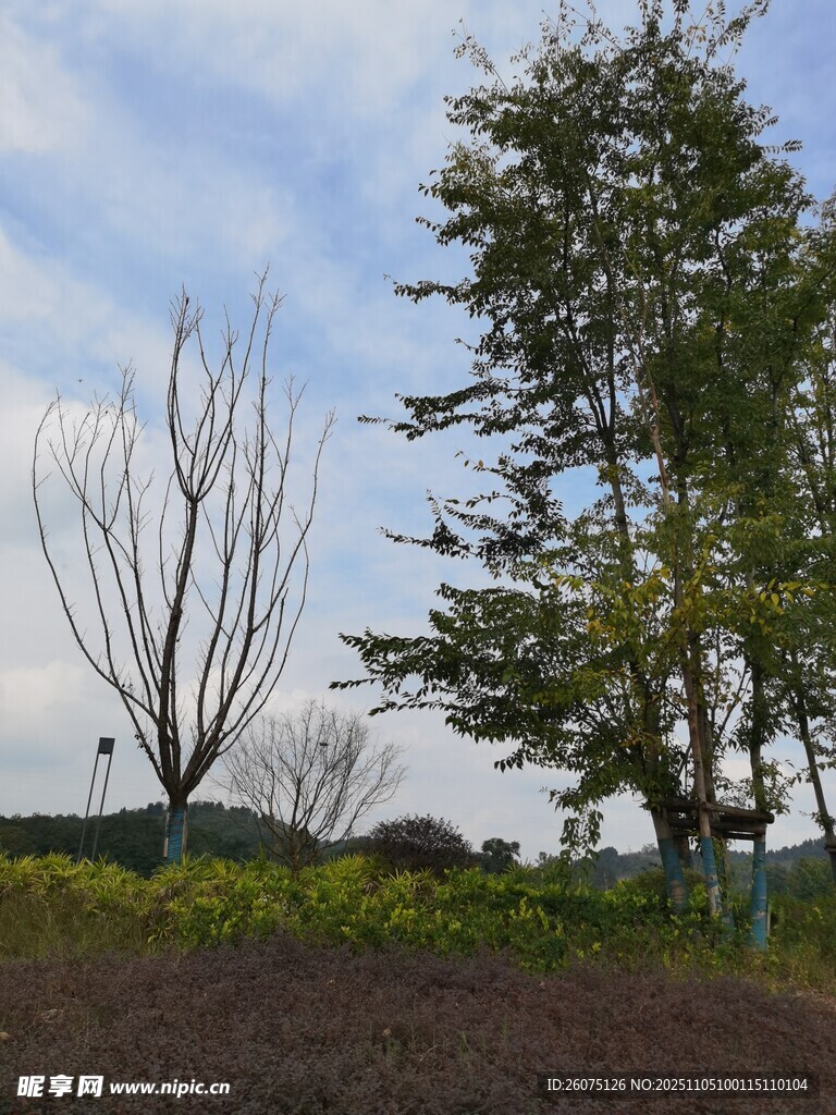 田野旁的樹木與開闊天空