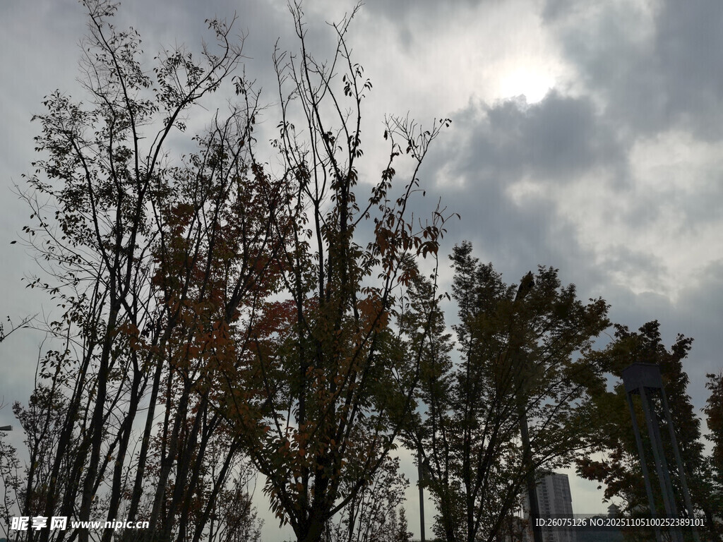 秋日樹木與陰沉天空