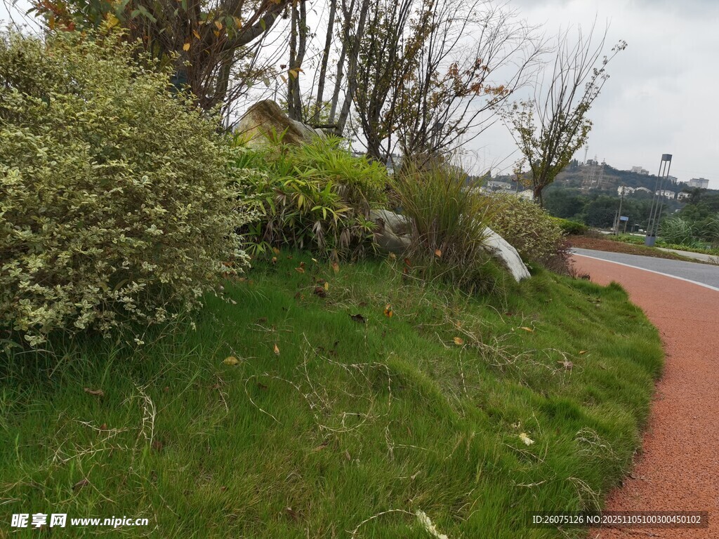 路邊綠意盎然的植被景觀