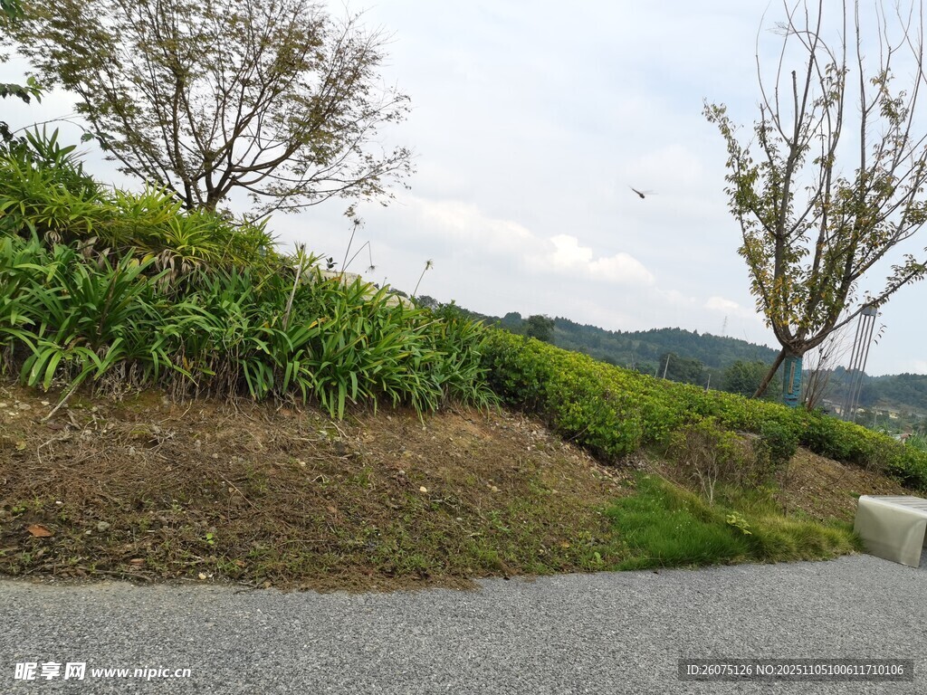 山間小徑旁的綠植與樹木