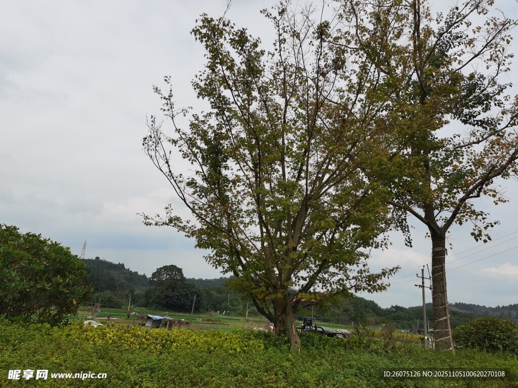 田野中的兩棵樹木