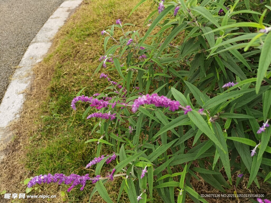 路邊綻放的紫色美麗花卉