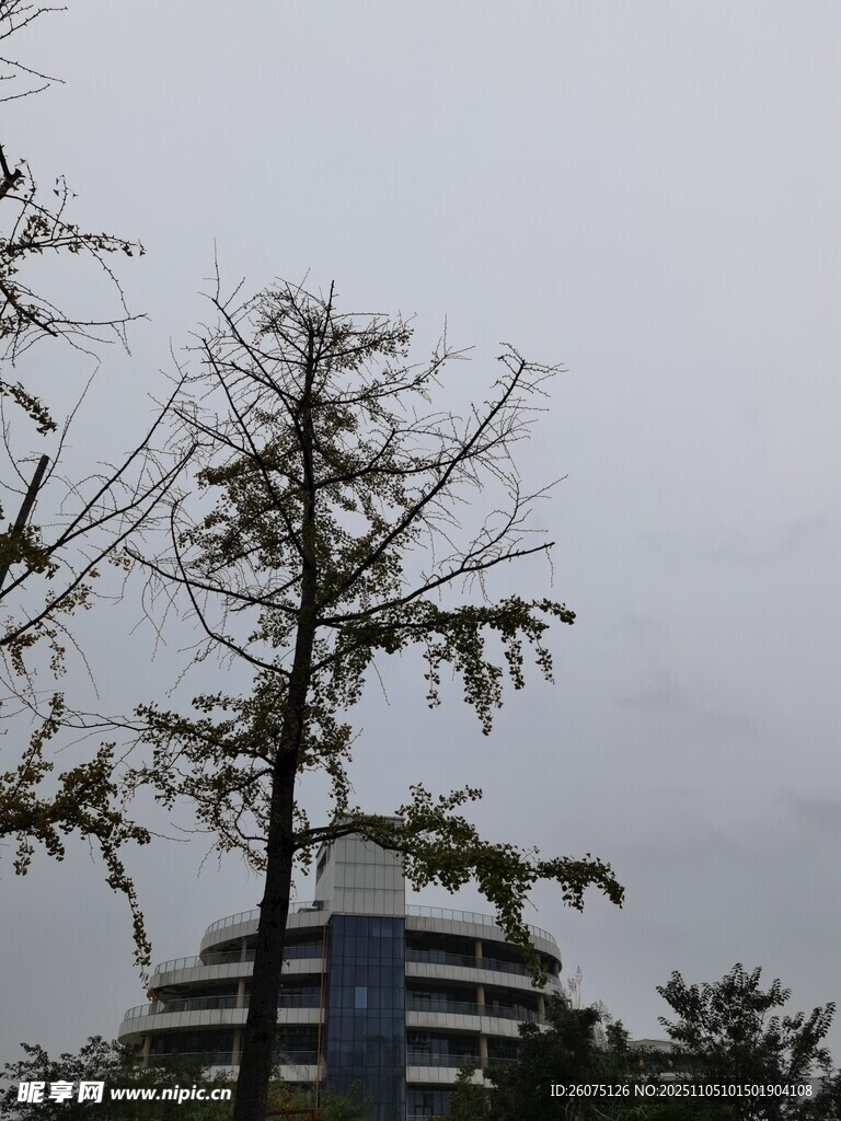 陰天里的樹木與建筑