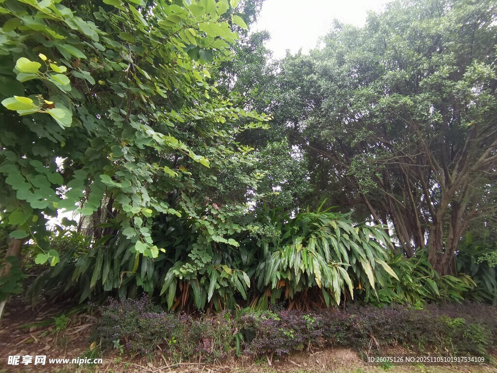 繁茂綠植的自然景致