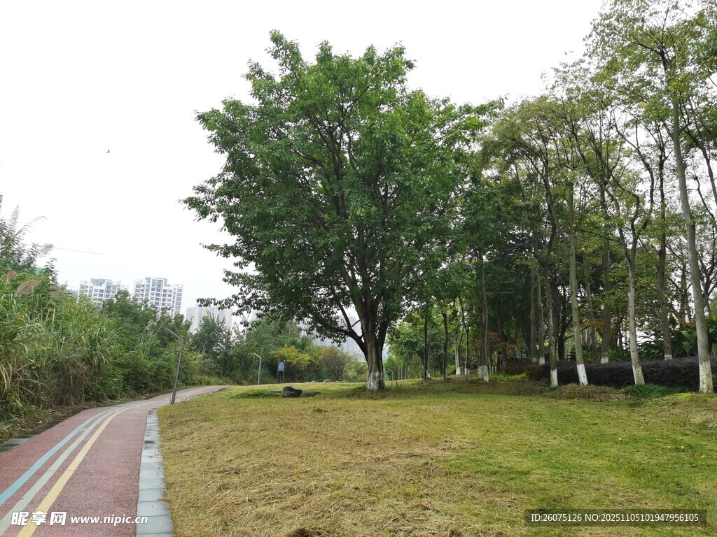 郊外林蔭小道綠意盎然