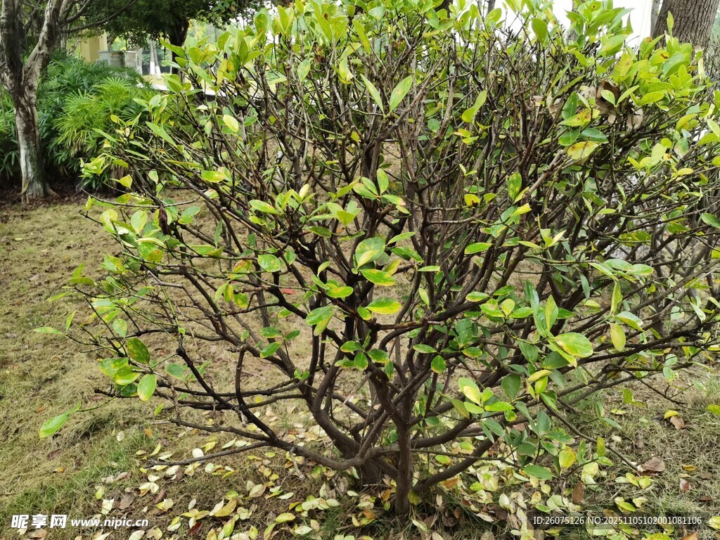 綠葉繁茂的灌木植物