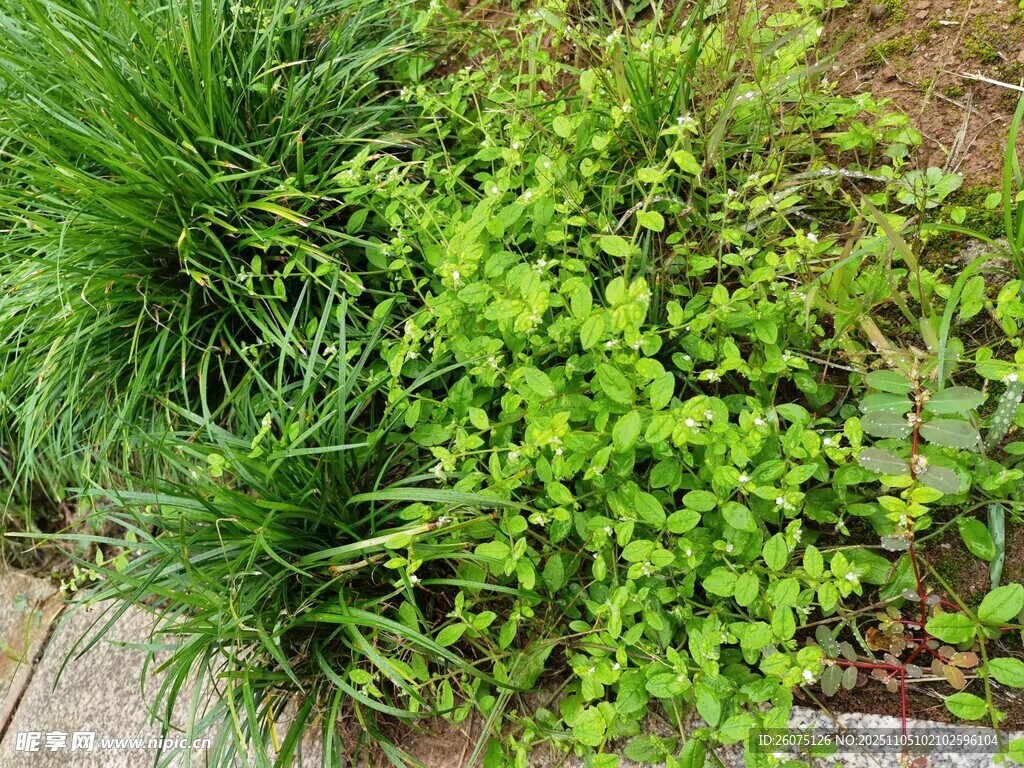 庭院中的翠綠植物