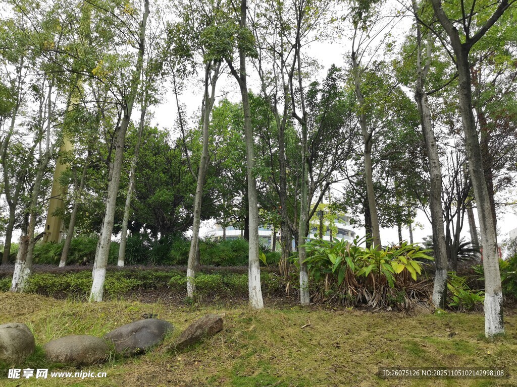 林間草地樹木蔥郁之景