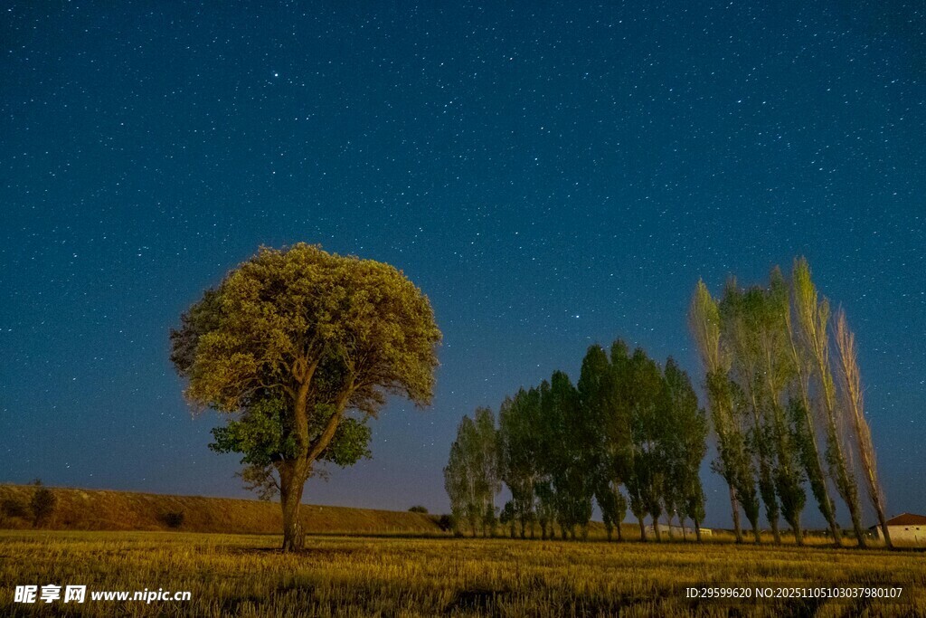 夜幕下的田野樹木景觀