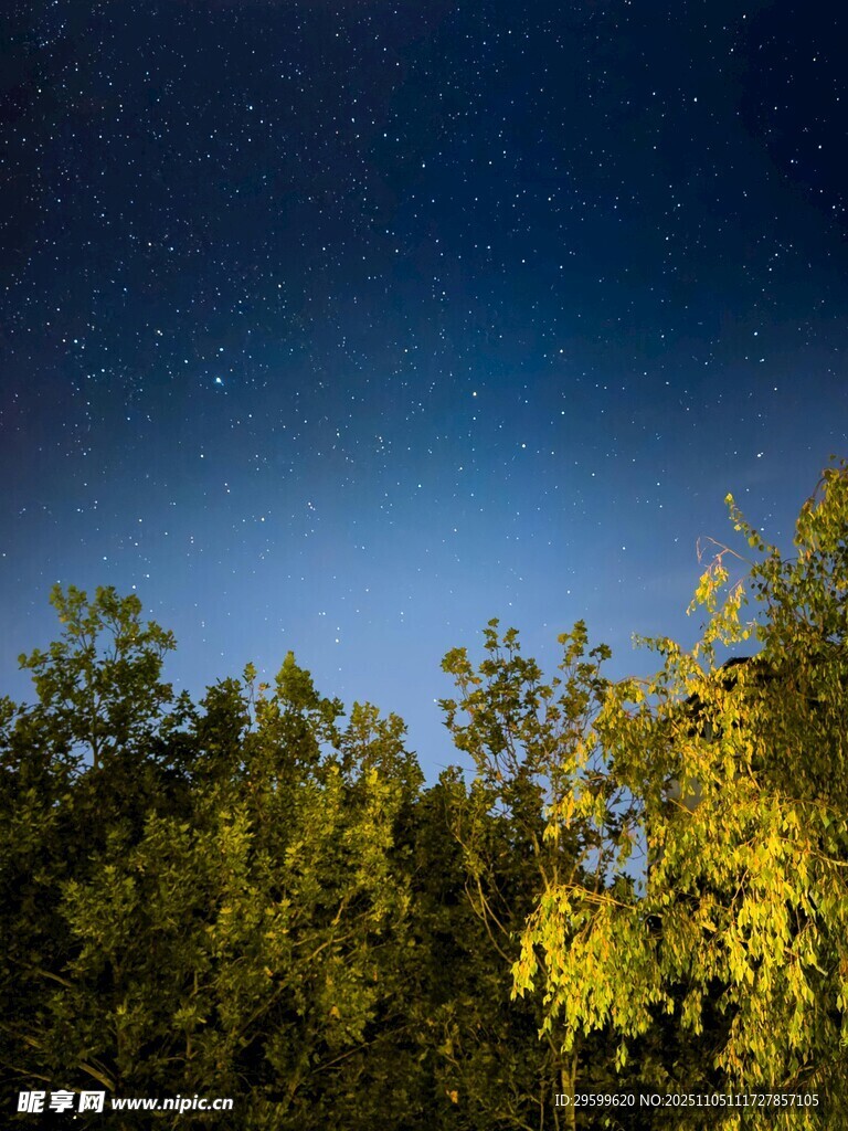 夜空下的樹林美景