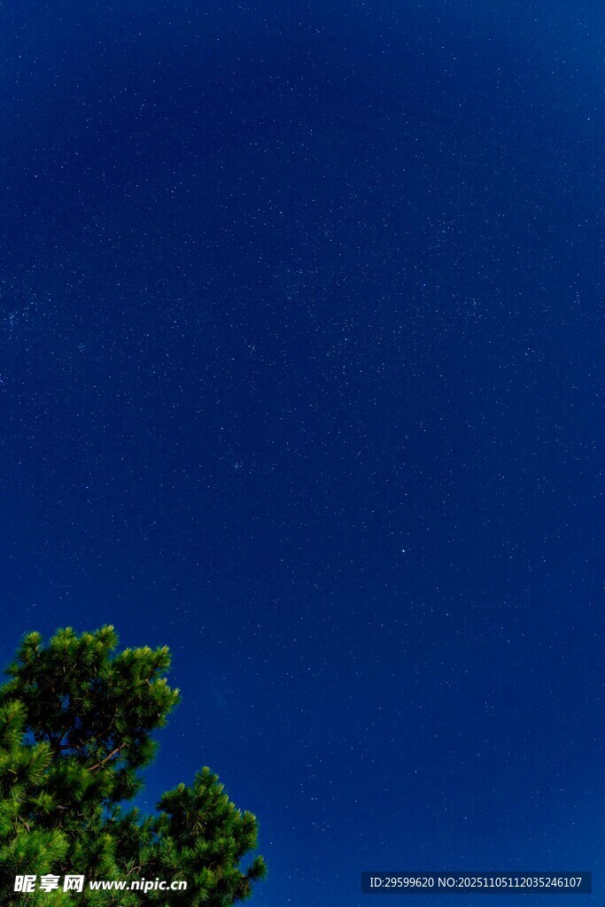 夜空下的樹梢