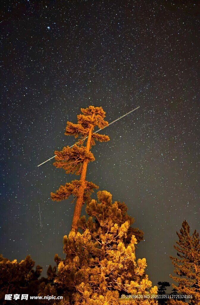 夜空下的挺拔松樹