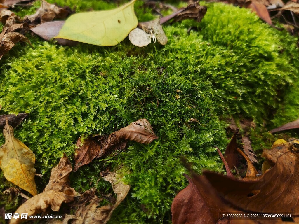 翠綠苔蘚與枯葉的自然景