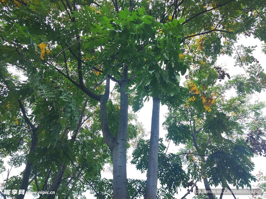 繁茂綠樹展現(xiàn)自然生機