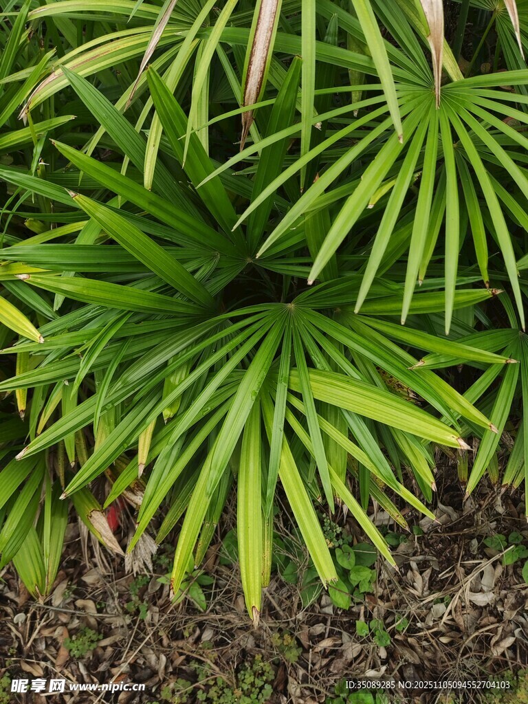 翠綠蒲葵葉片特寫