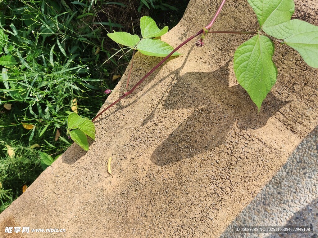 石上嫩葉一抹清新綠意