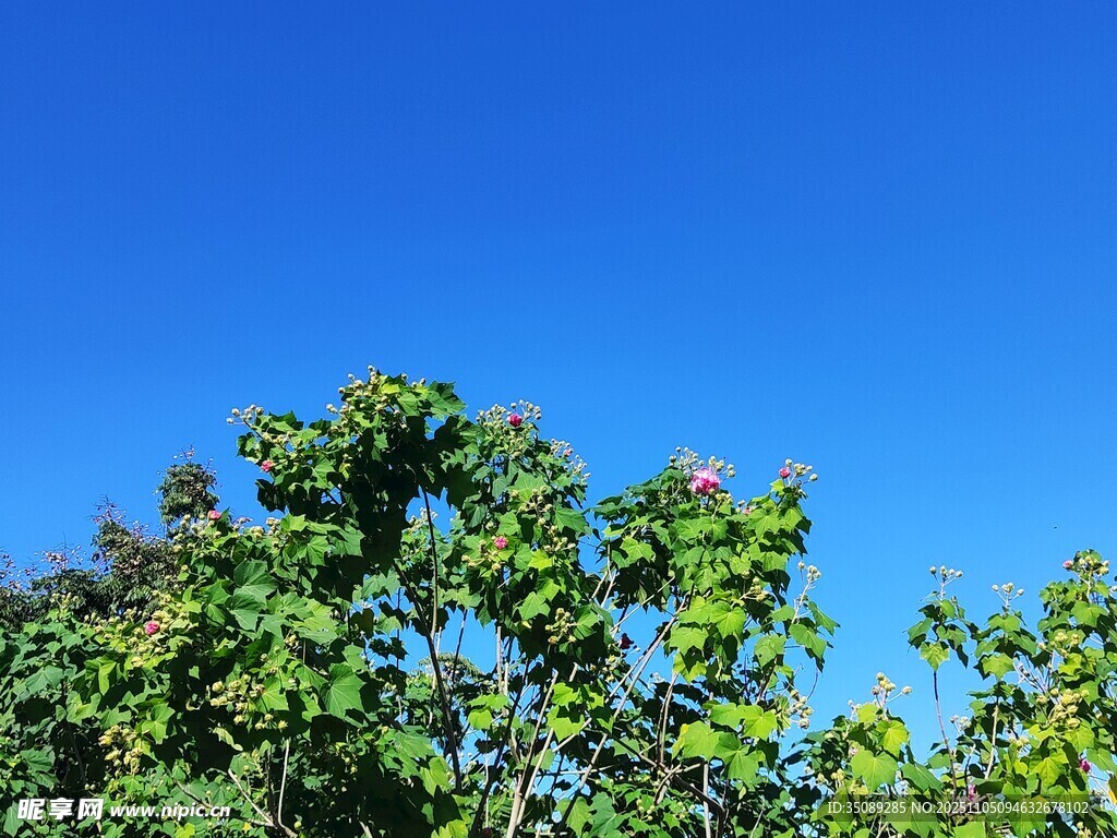 藍天綠樹風景圖