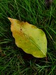 草地上的一片黃綠樹葉