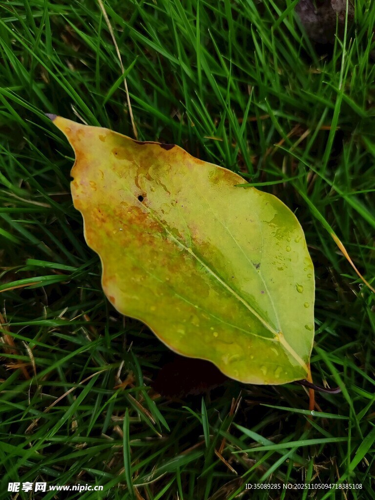 草地上的一片黃綠樹葉