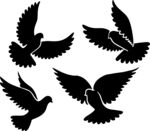 飛翔的黑鴿剪影