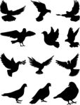 多樣飛鳥剪影集合