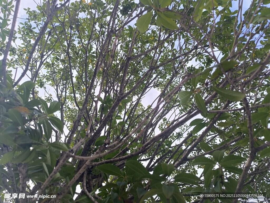 繁茂樹枝與綠葉景象