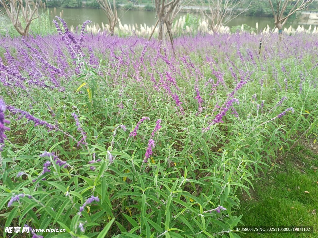 紫色花海綻放迷人景致