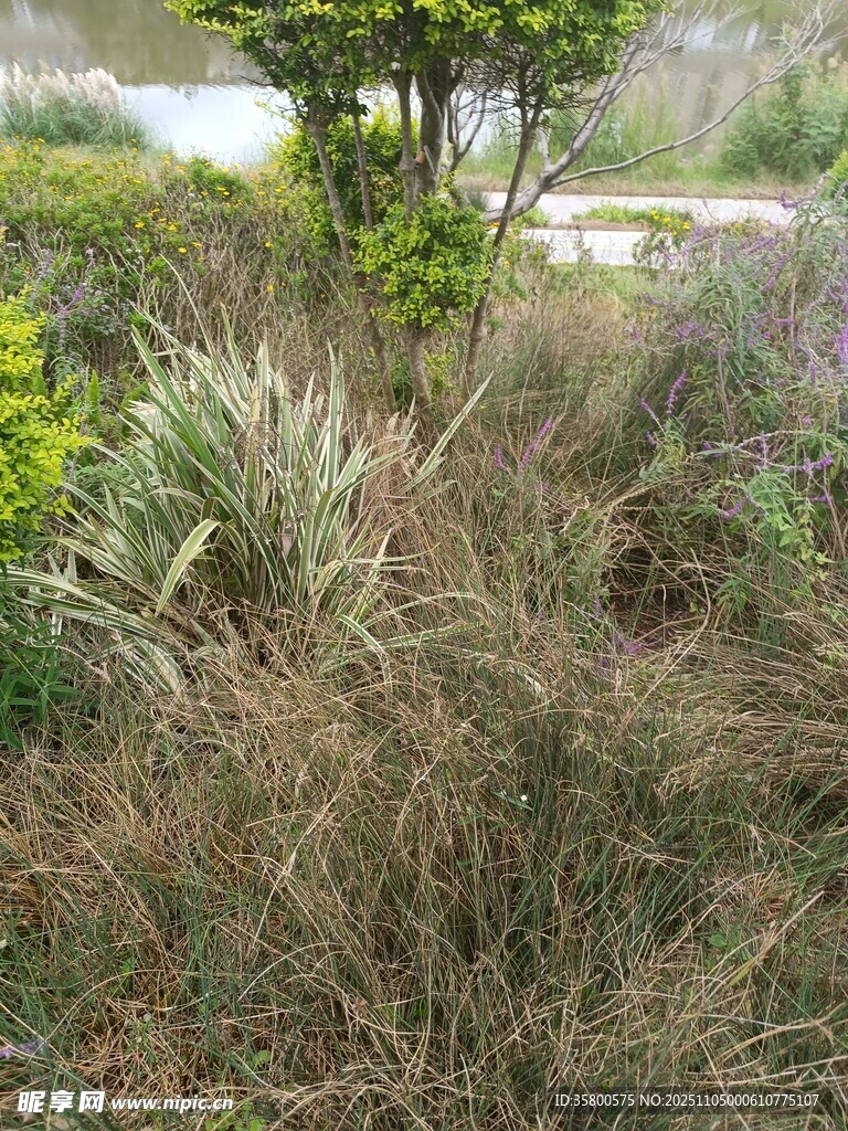 野外繁茂的雜草景觀