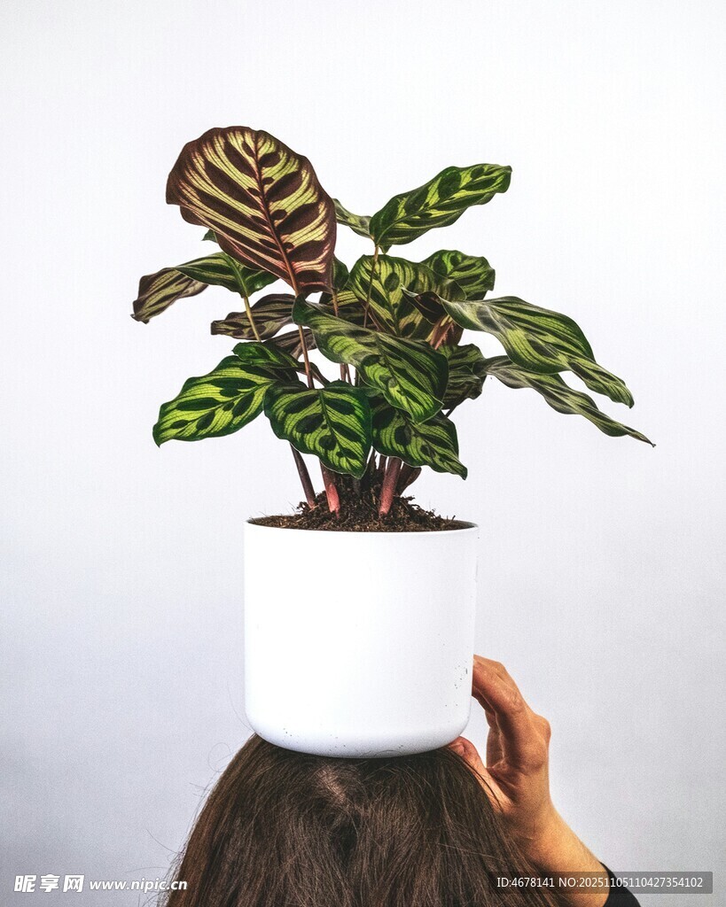 頭頂綠植盆栽的趣味瞬間