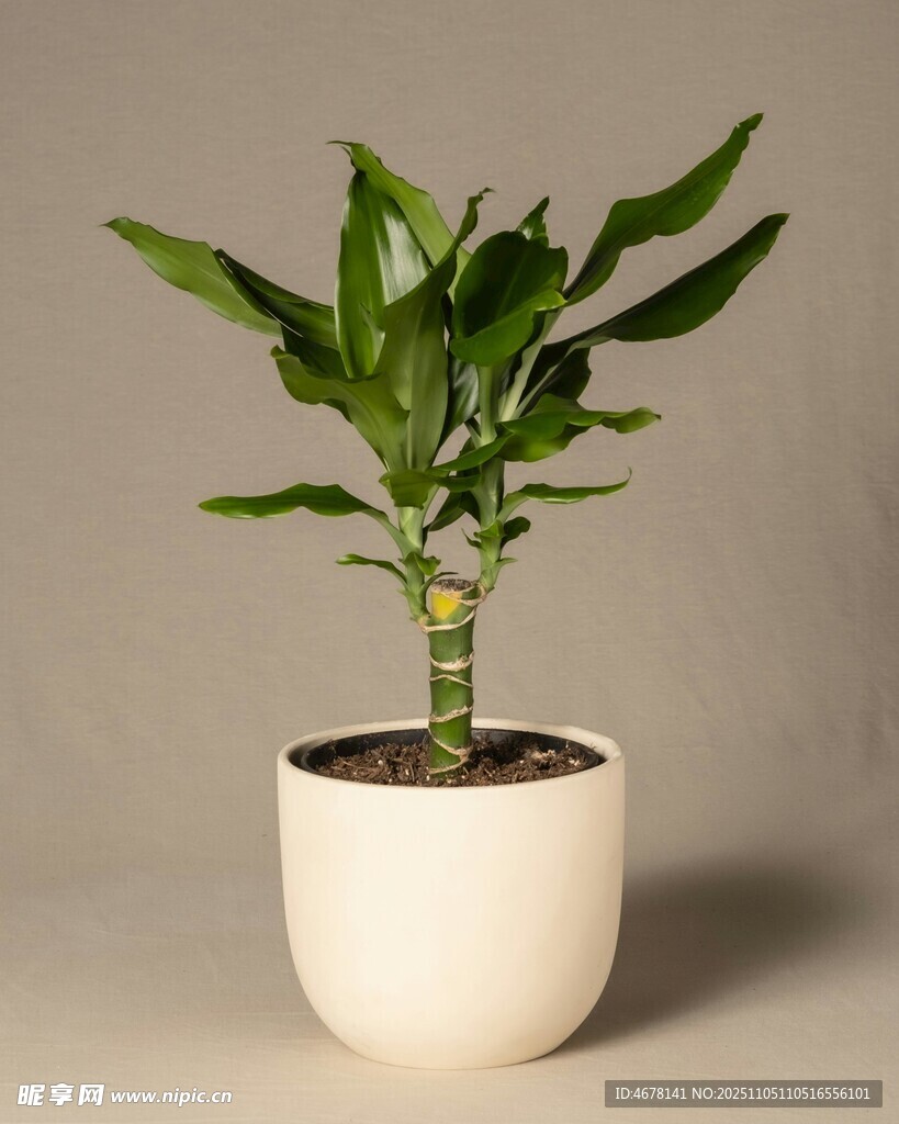 白色花盆中的翠綠盆栽