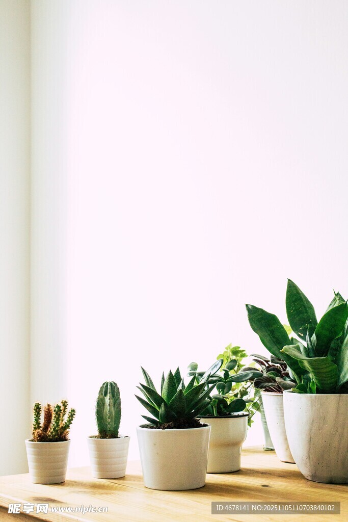 桌上綠植組合清新小景