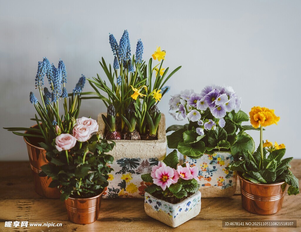 多彩盆栽組合裝點溫馨角落