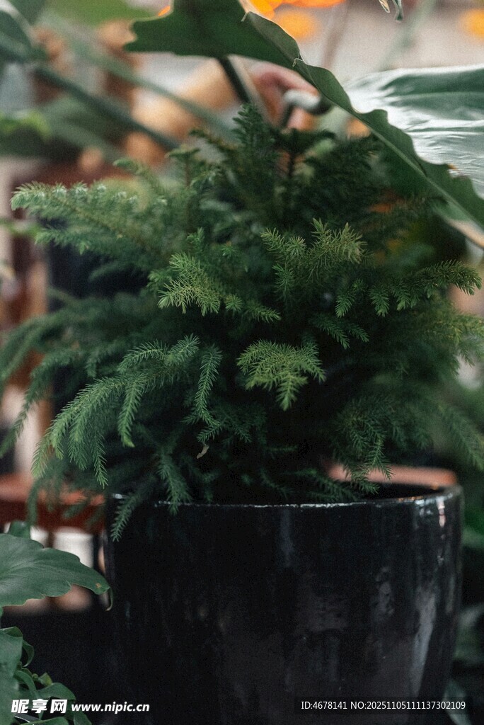 黑色花盆中的翠綠植物