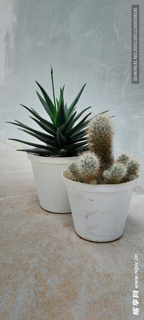 簡約盆栽組合清新小綠植