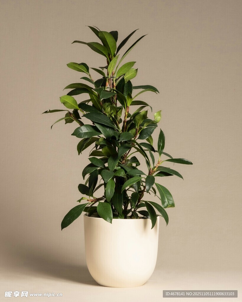 白色花盆中的翠綠植物