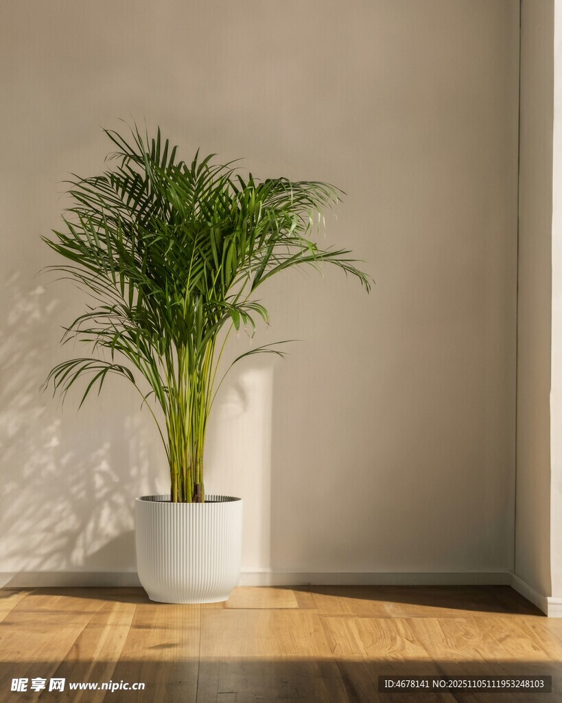 室內(nèi)綠植盆栽清新一角