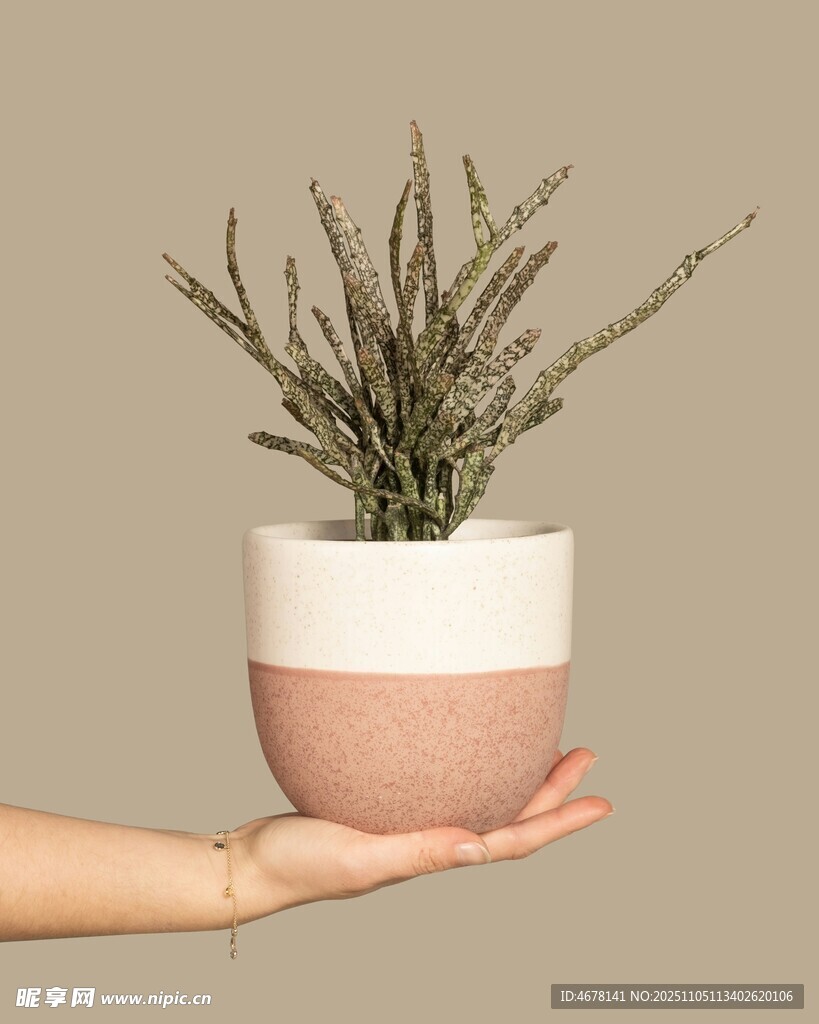 手捧雙色盆綠植