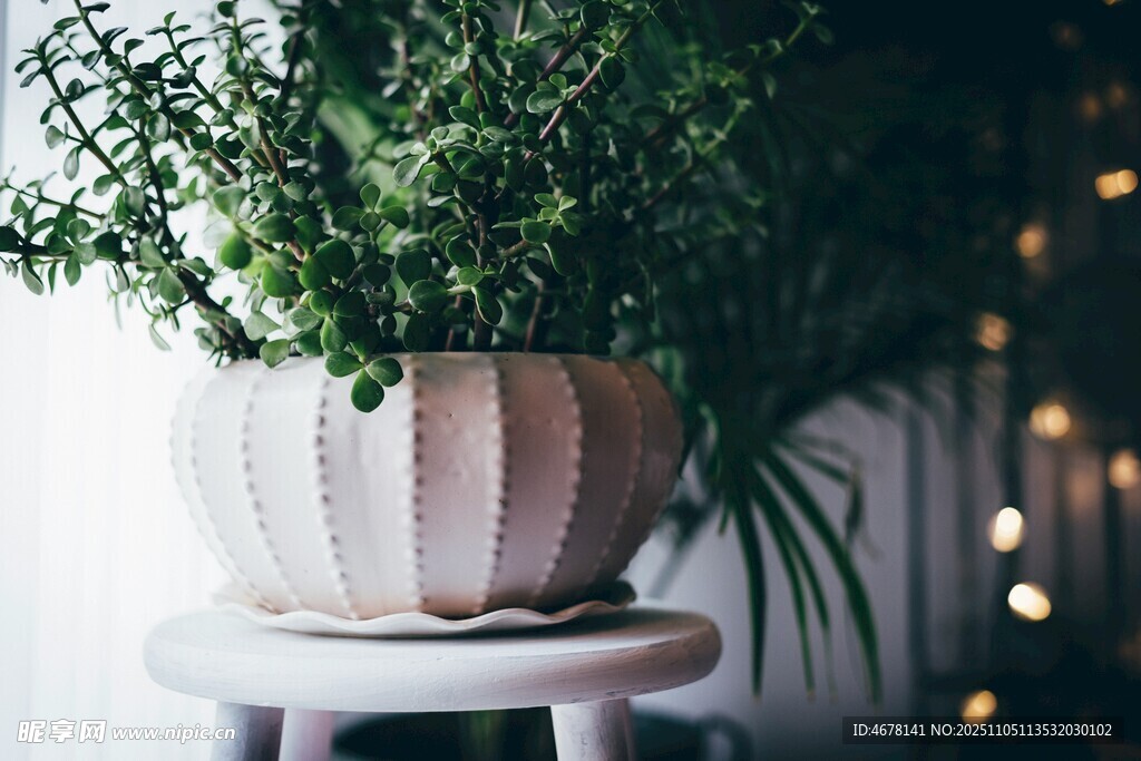 簡約盆栽裝點(diǎn)溫馨角落