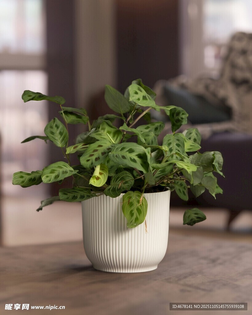 白色花盆中的翠綠植物