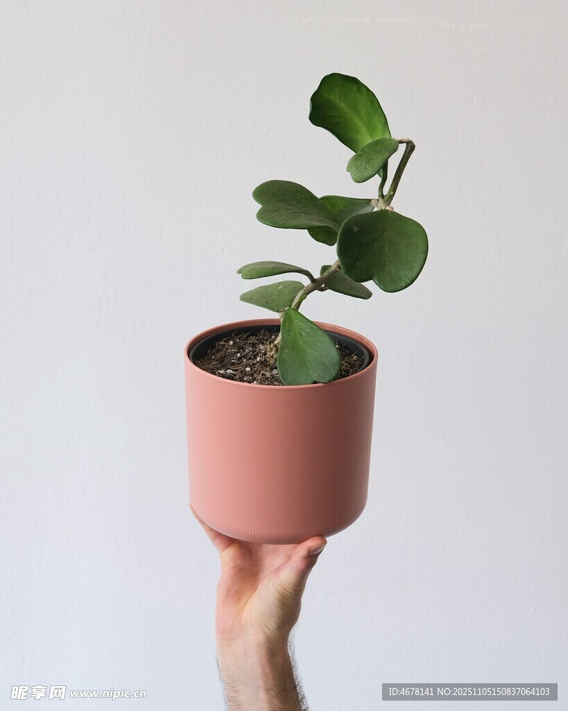 手捧粉色盆中的綠植